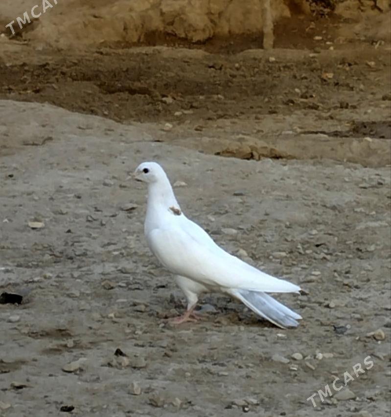 kepderi - Гумдаг - img 1