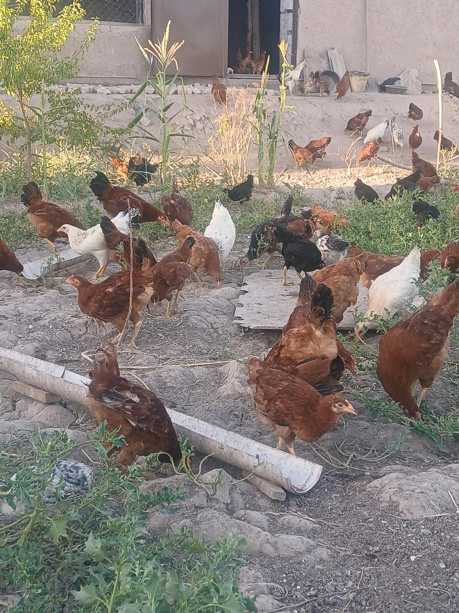 Sagdyn horazlar - Şabat etr. - img 1