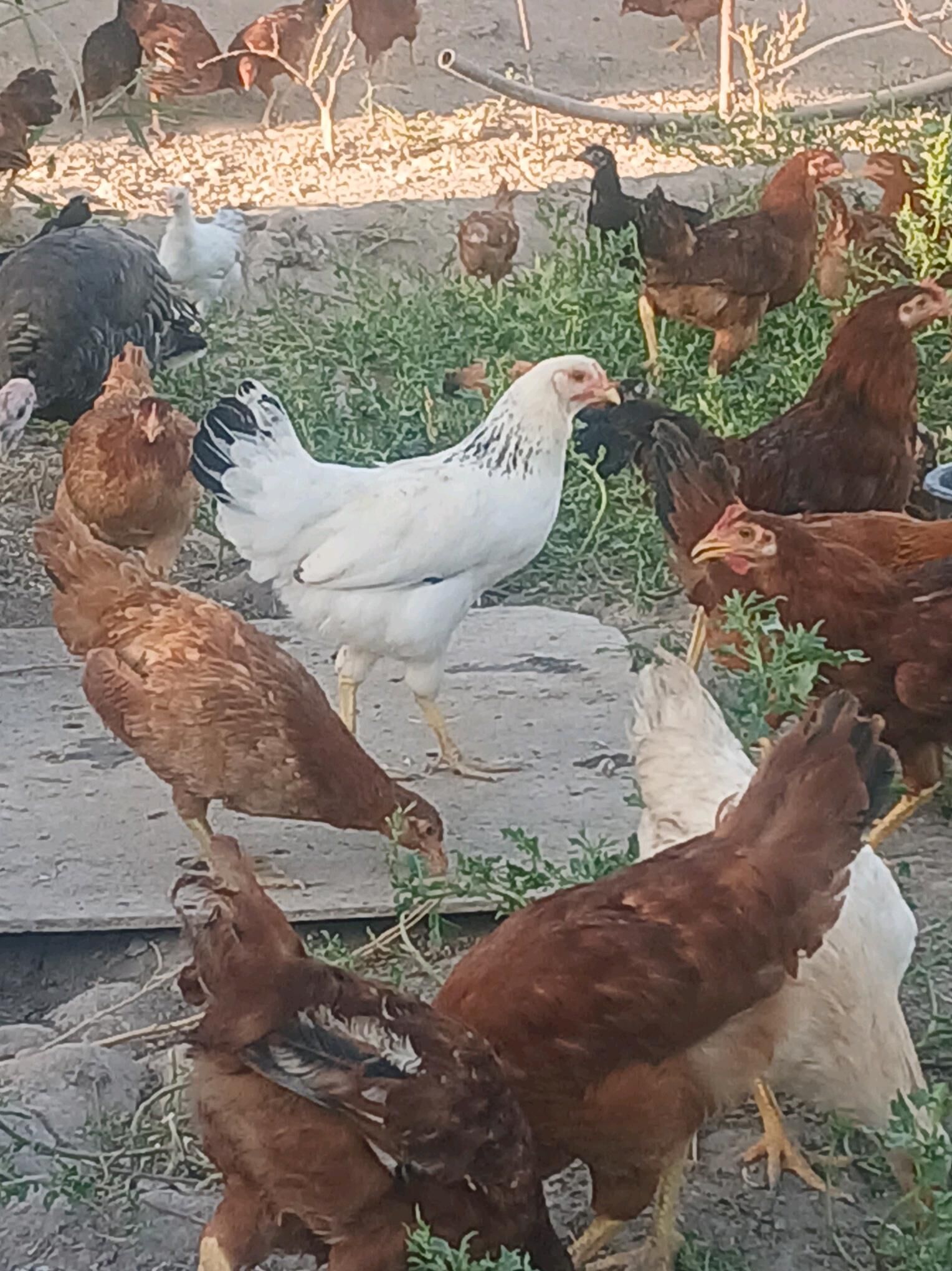 Sagdyn horazlar - Şabat etr. - img 3