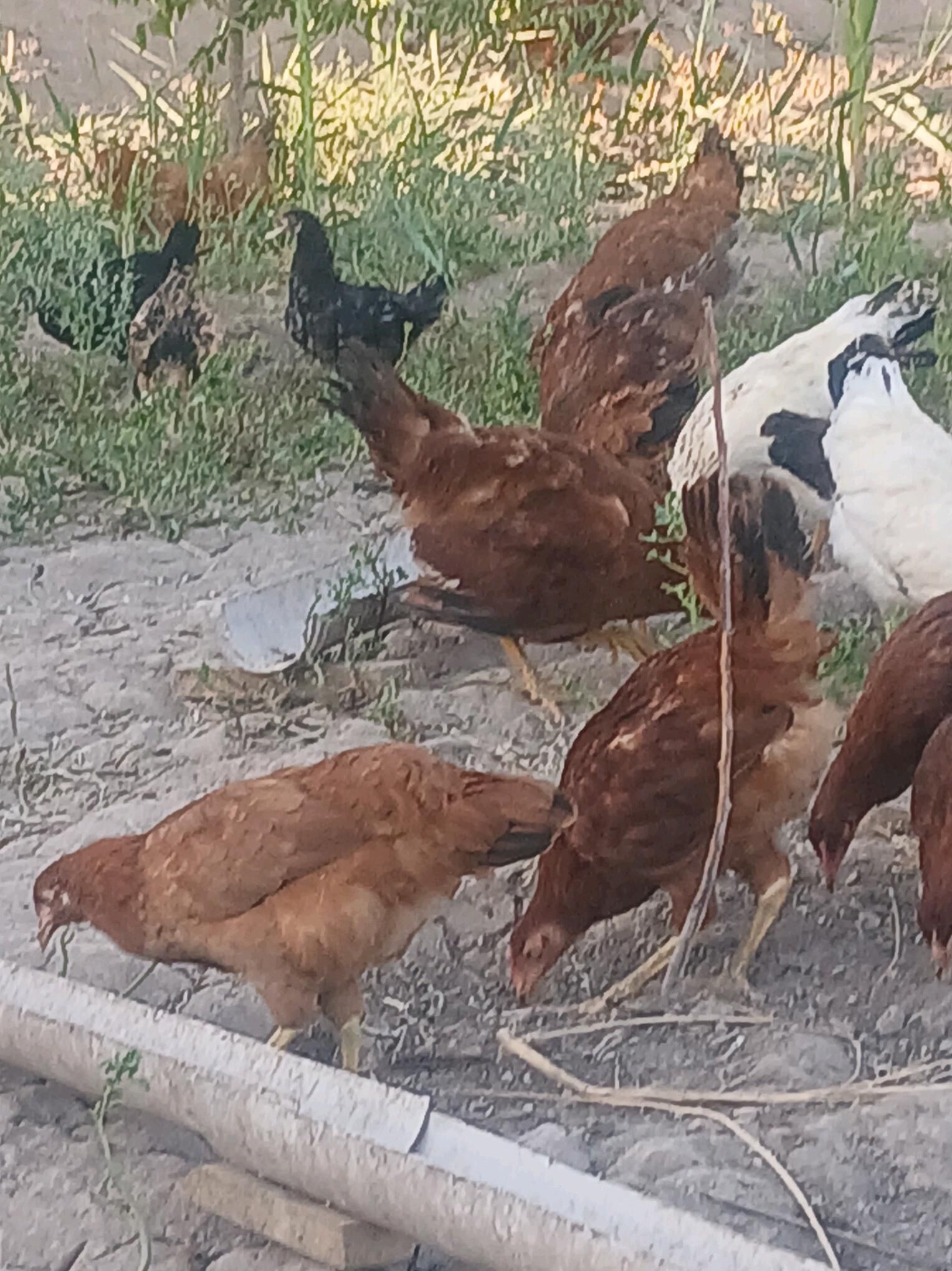 Sagdyn horazlar - Şabat etr. - img 2