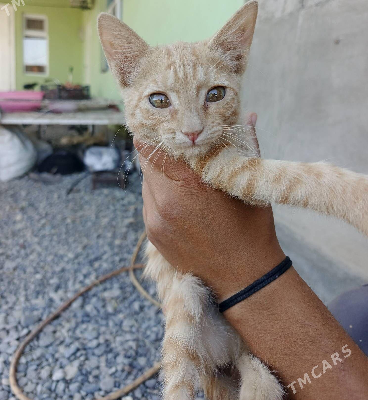 рыжая девочка котёнок - Aşgabat - img 2