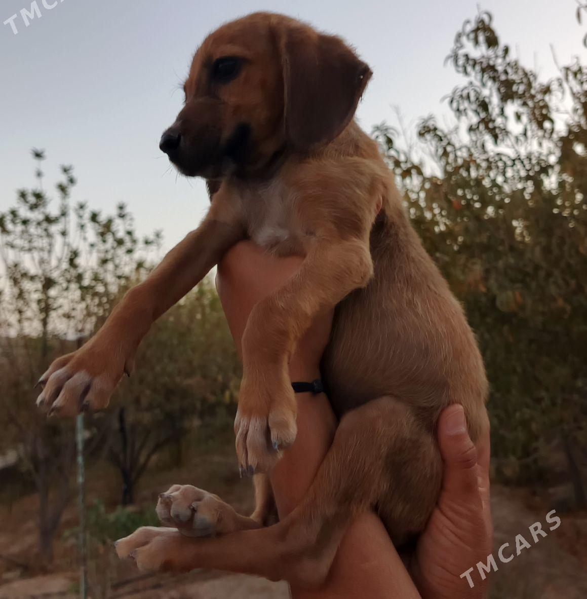 щенок порода гончей - Ашхабад - img 1