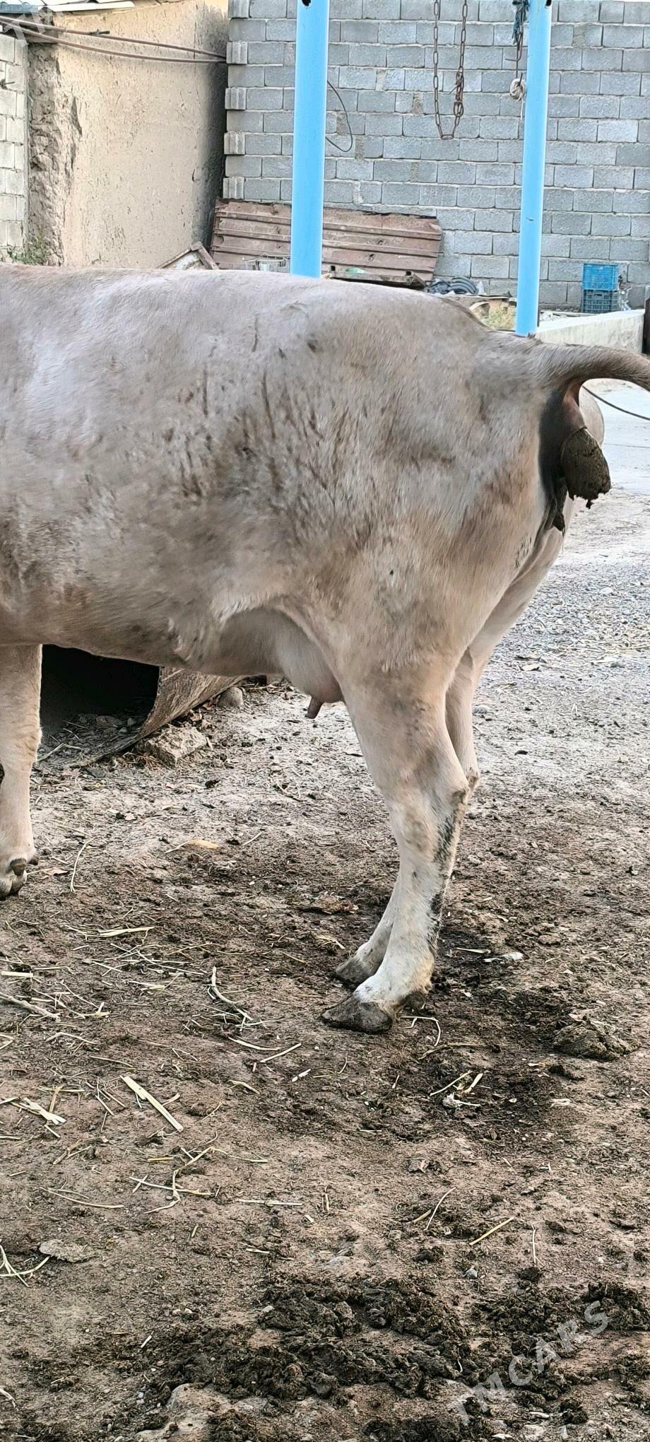 bakylan sygyr - Kaka - img 2