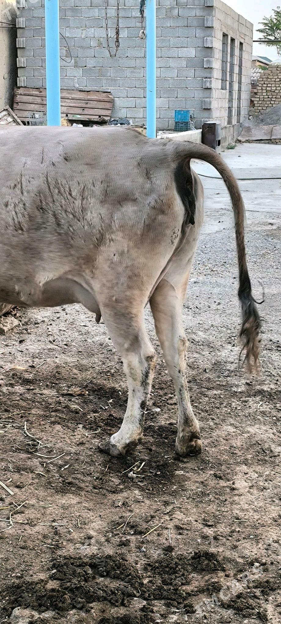 bakylan sygyr - Kaka - img 3