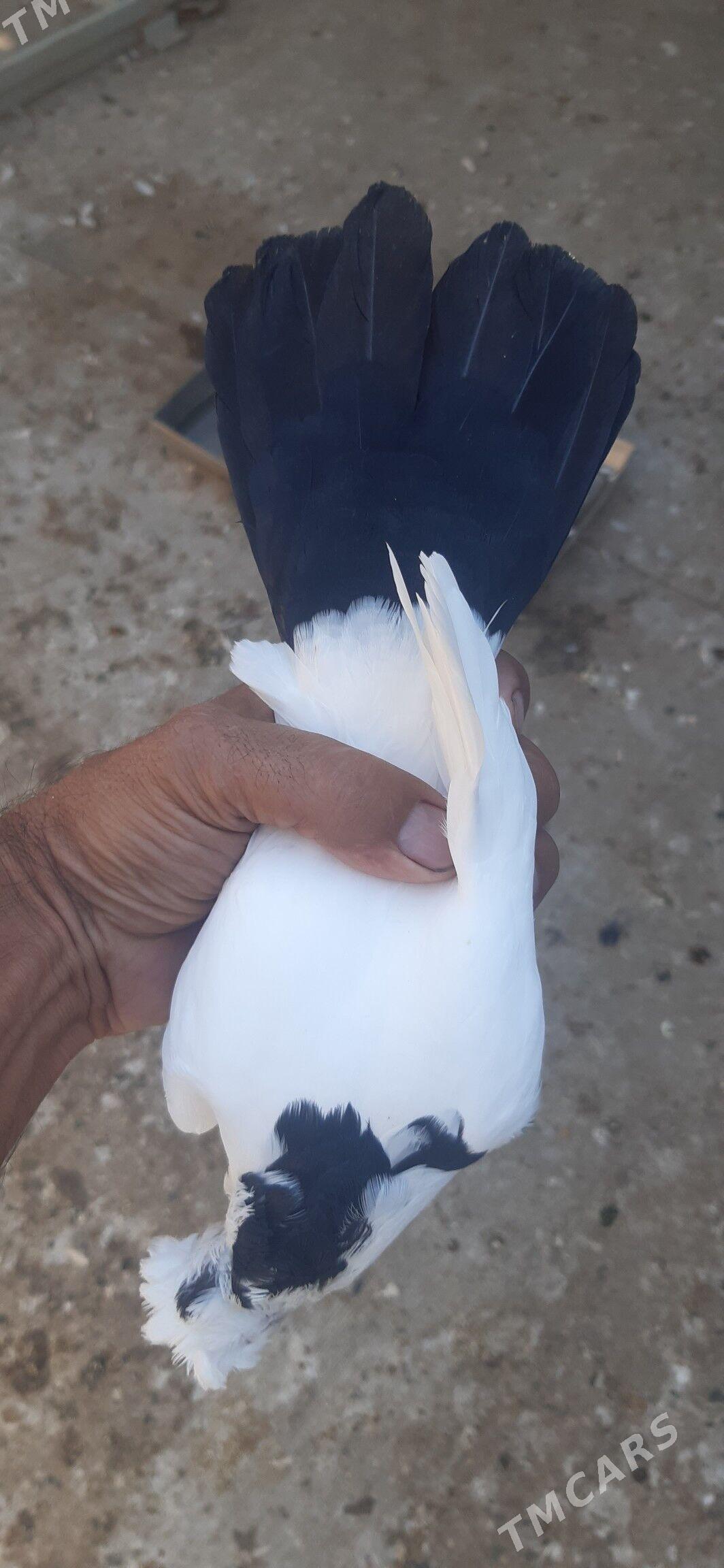 kepderl - Aşgabat - img 9