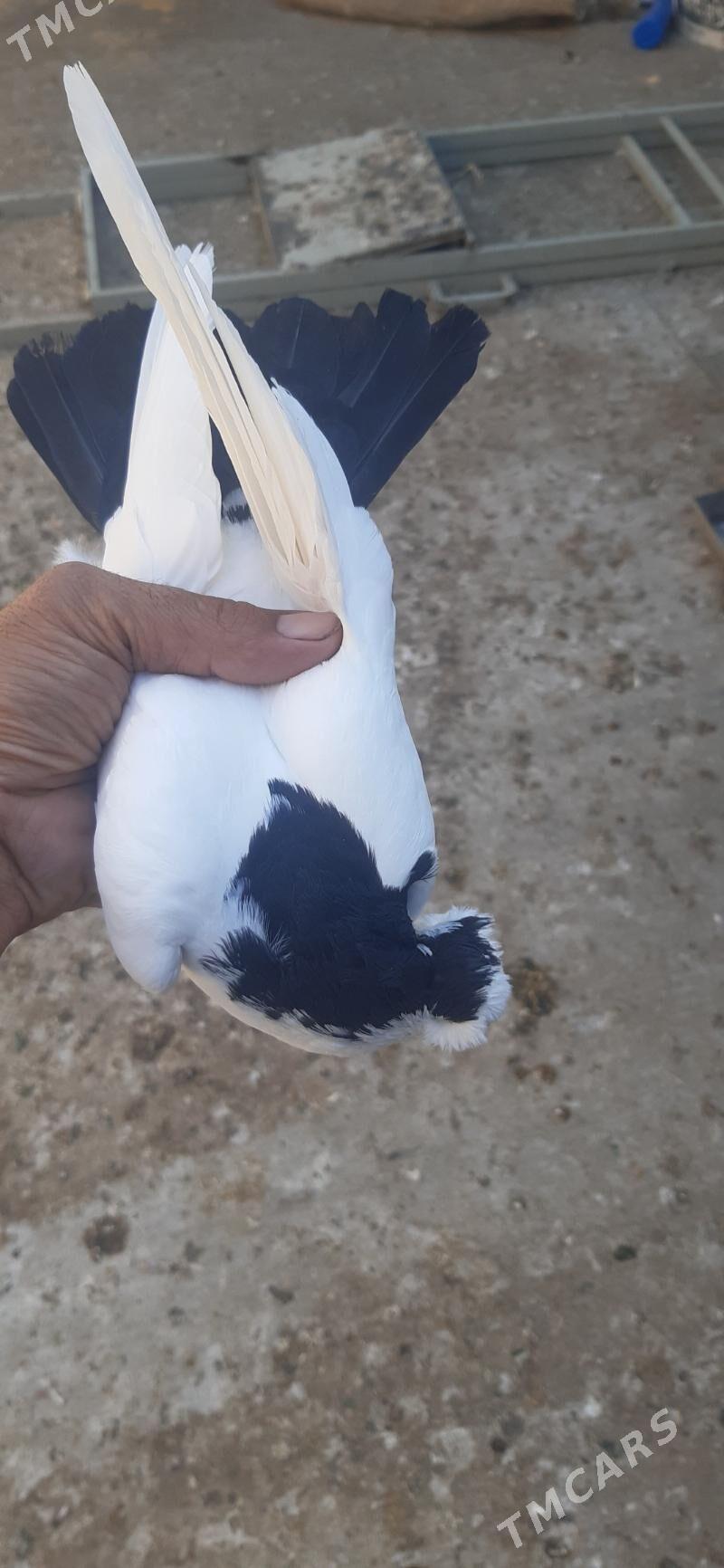 kepderl - Aşgabat - img 6