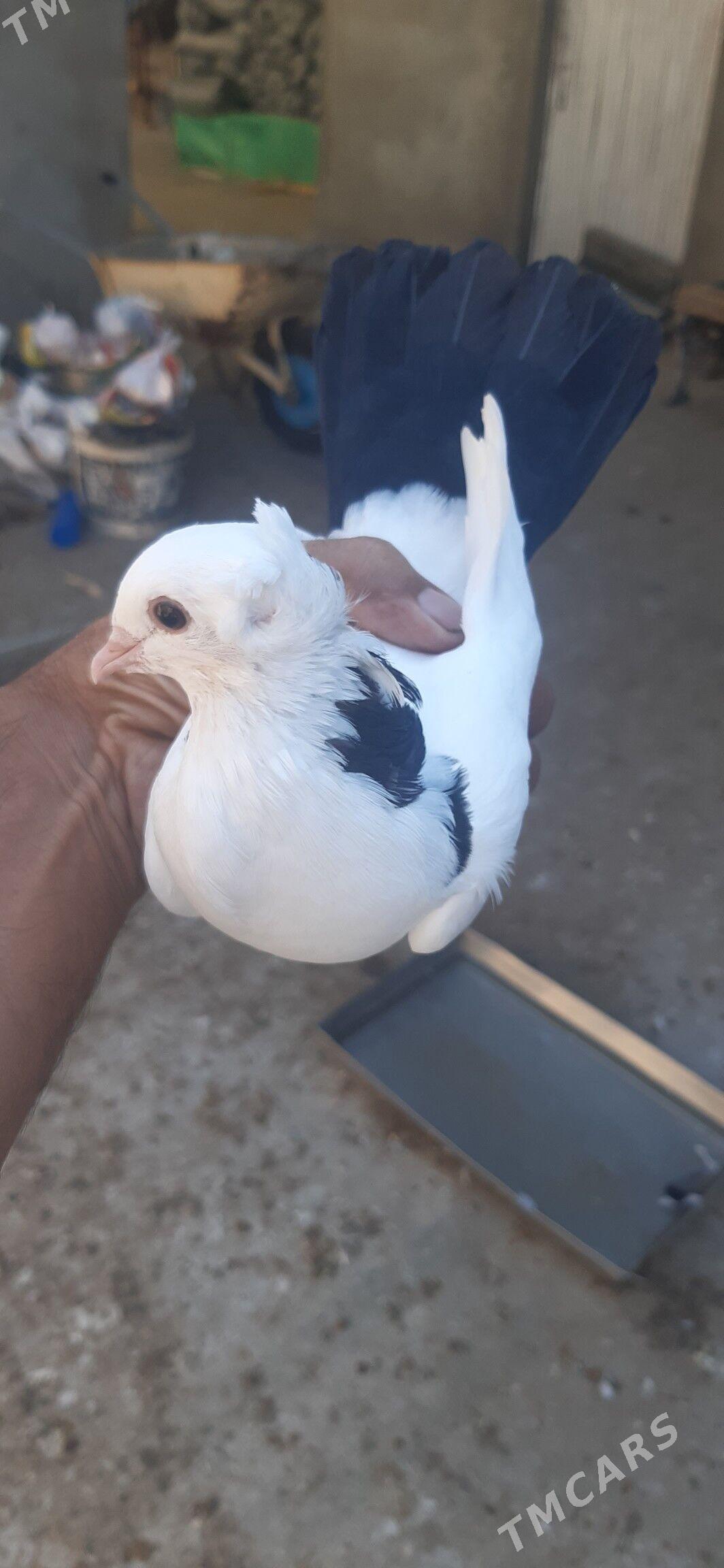 kepderl - Aşgabat - img 8