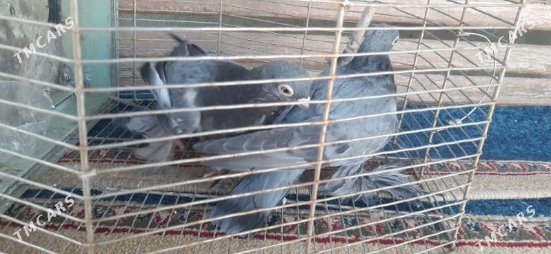 kepderl - Aşgabat - img 3