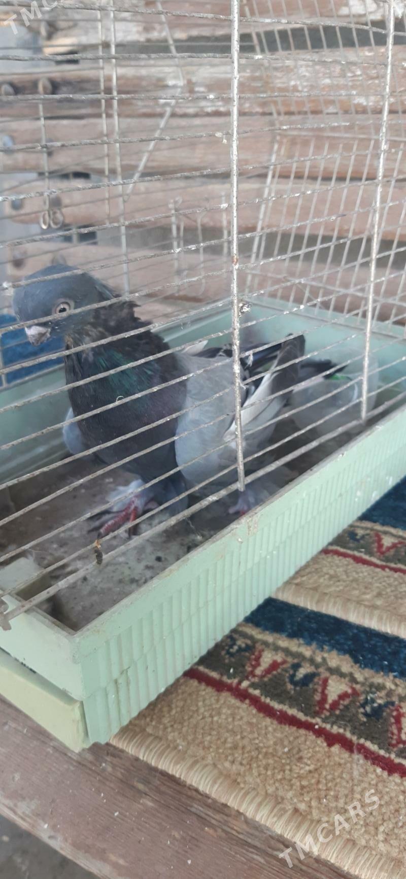 kepderl - Aşgabat - img 4