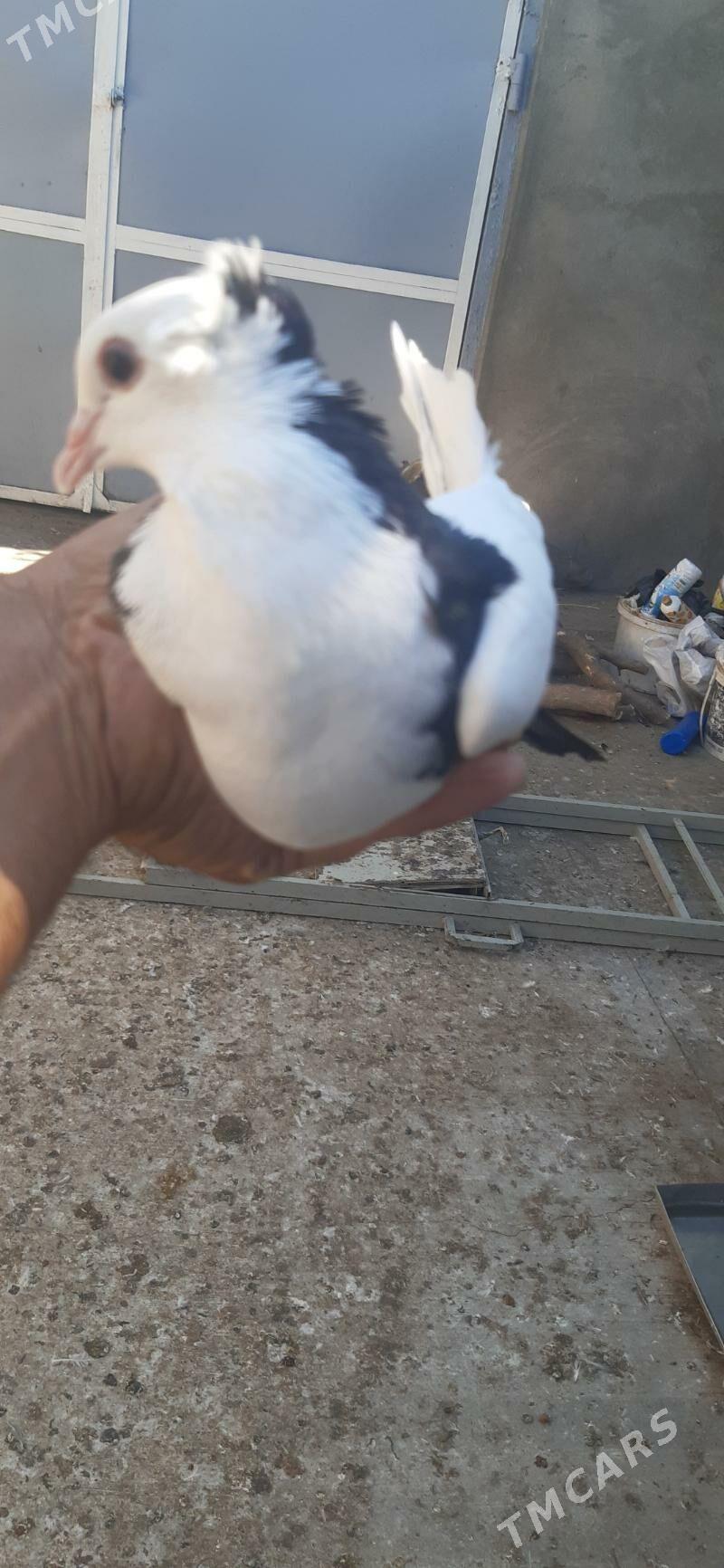 kepderl - Aşgabat - img 7