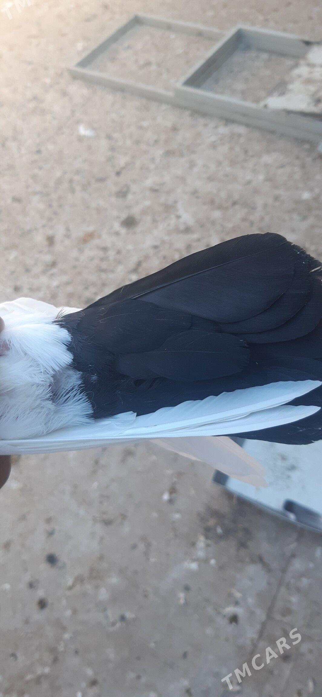 kepderl - Aşgabat - img 5