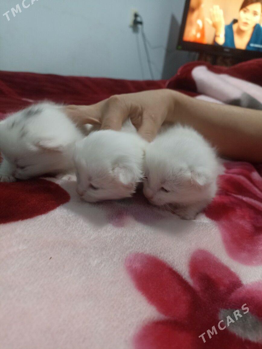 parodo pisik akja - Мары - img 3