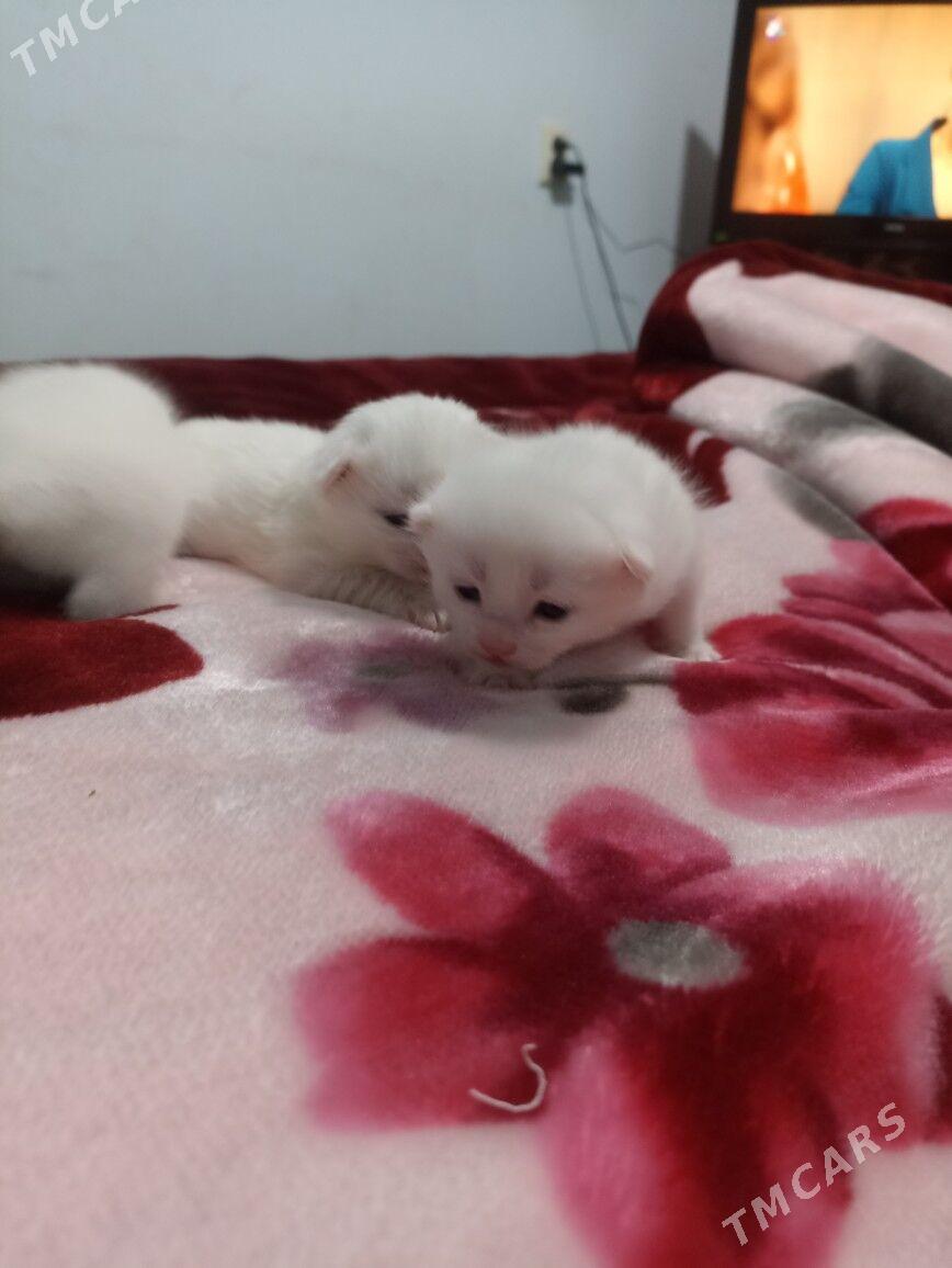 parodo pisik akja - Мары - img 2