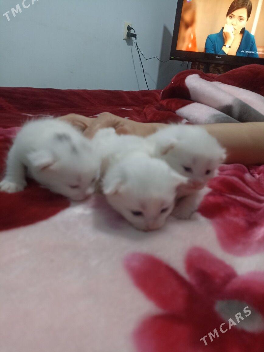 parodo pisik akja - Мары - img 1