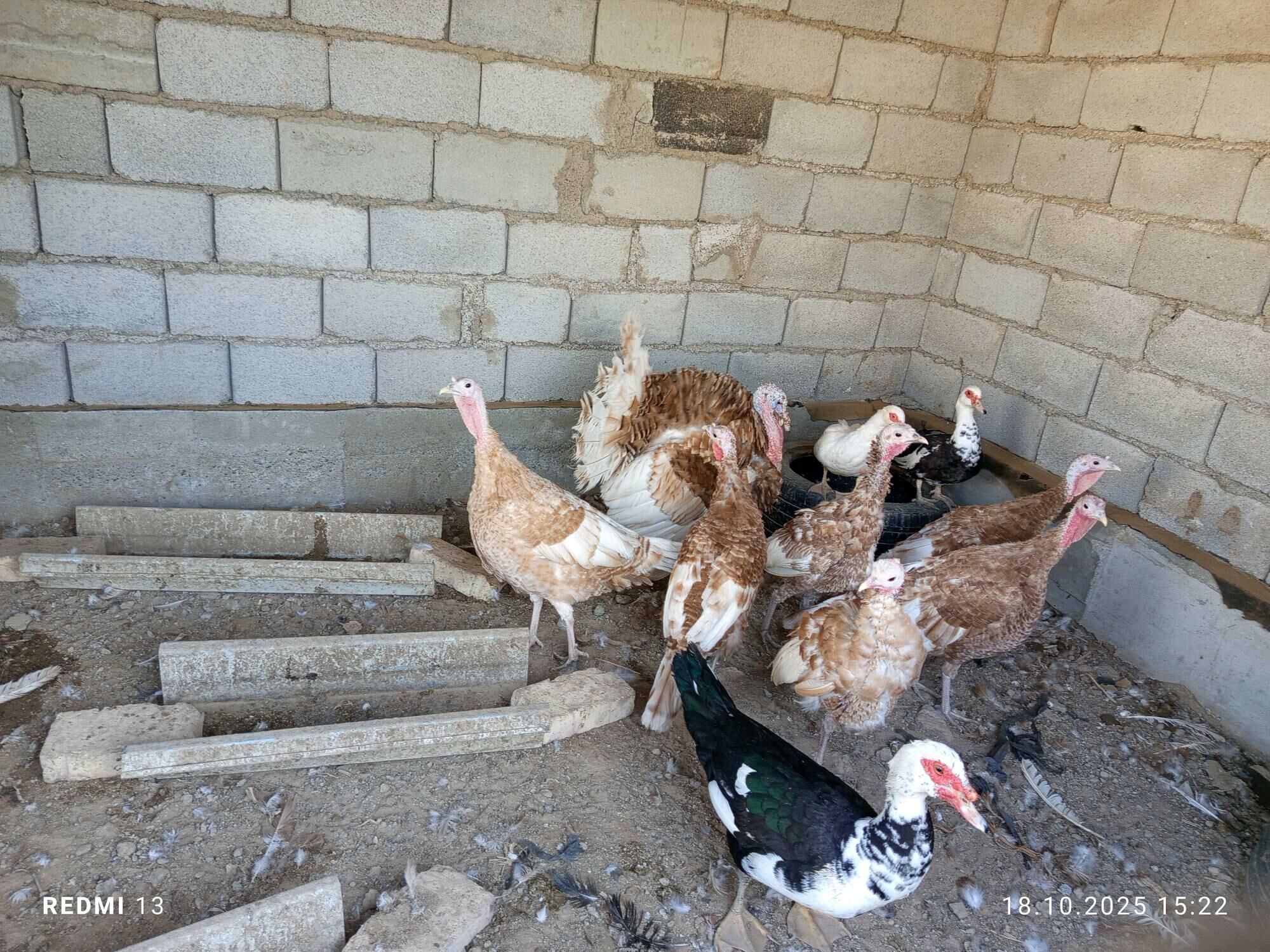 OWWAN INDUKLAR - Теджен - img 1