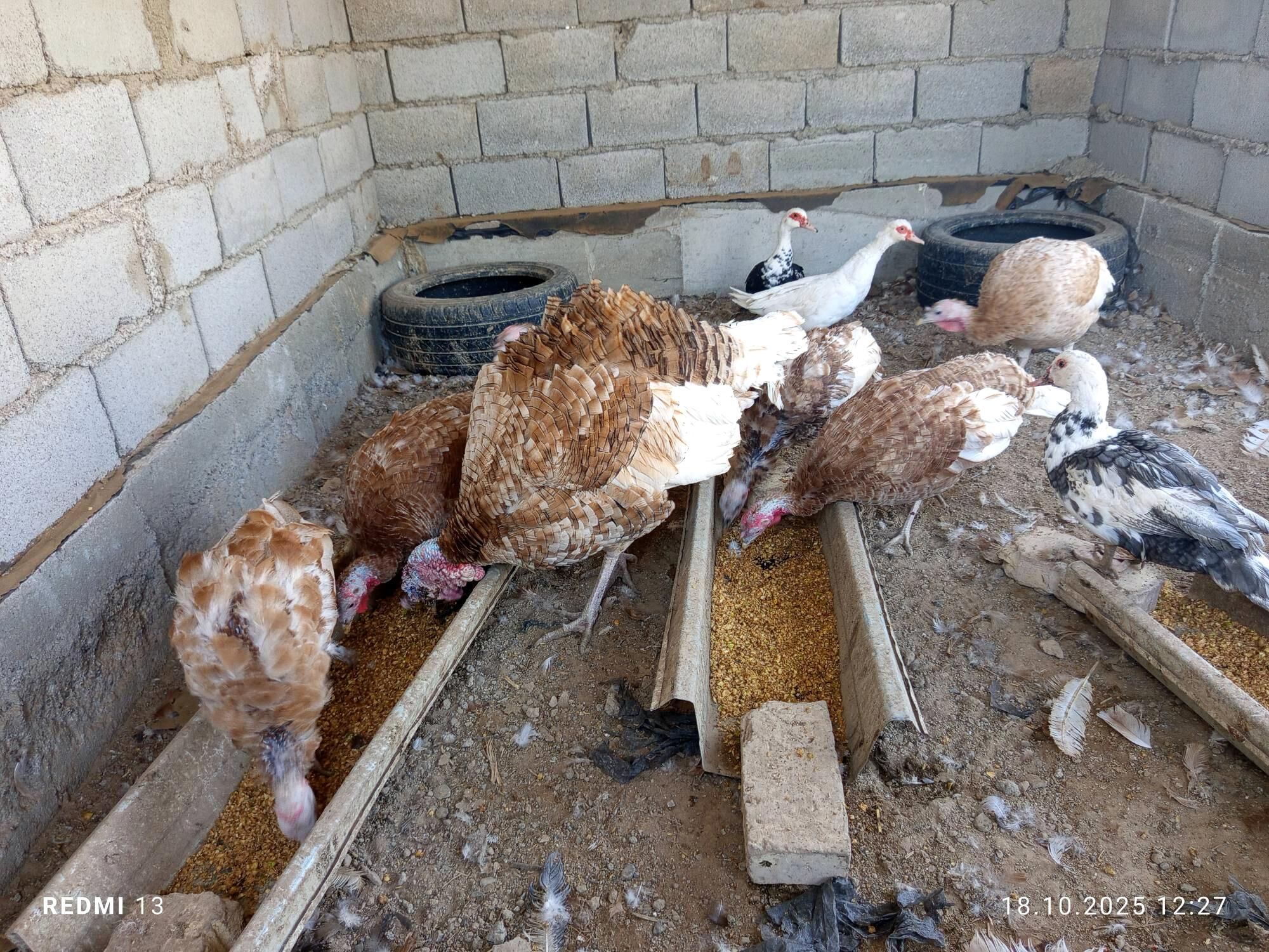 OWWAN INDUKLAR - Теджен - img 2