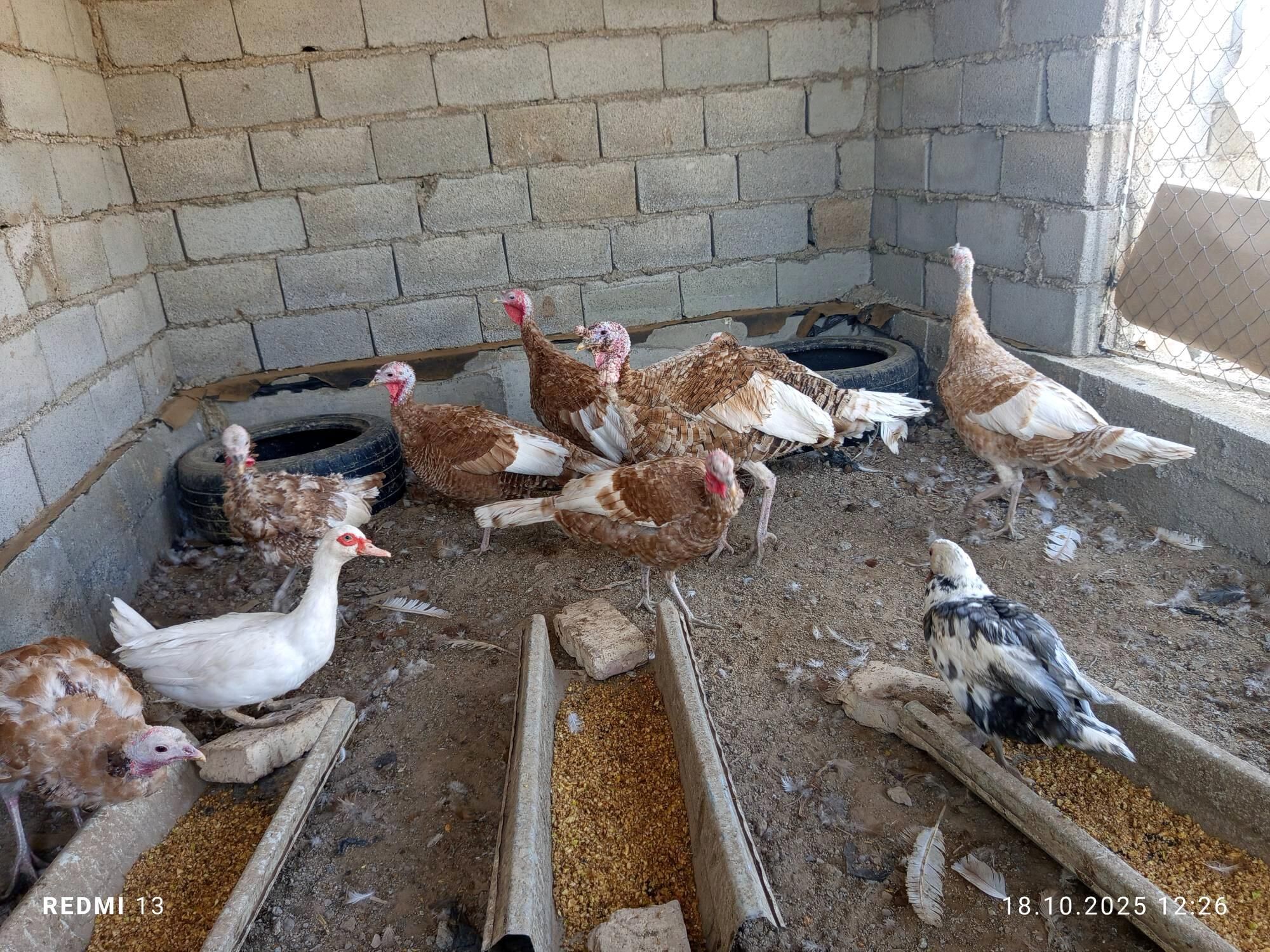 OWWAN INDUKLAR - Теджен - img 3