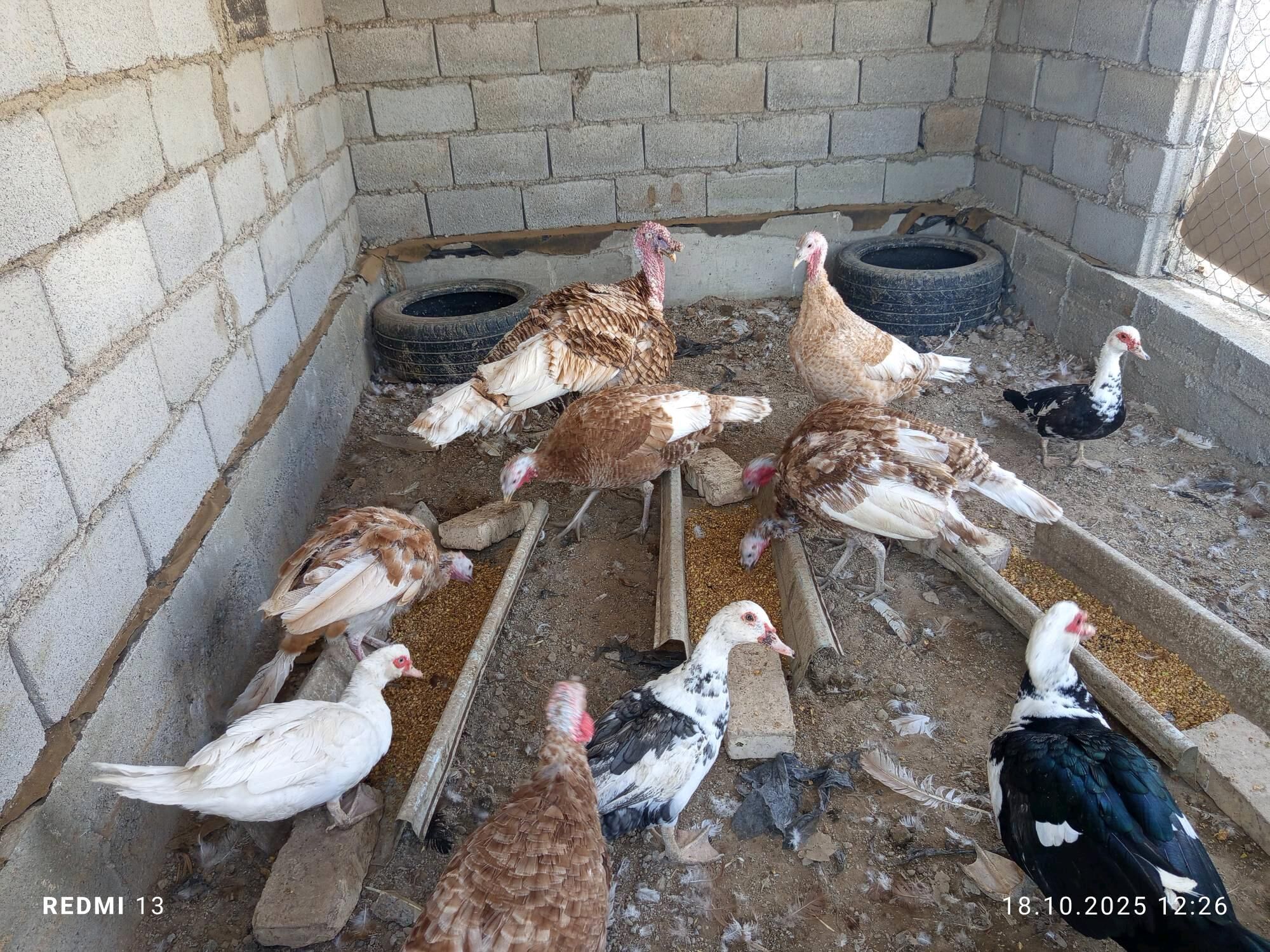 OWWAN INDUKLAR - Теджен - img 4