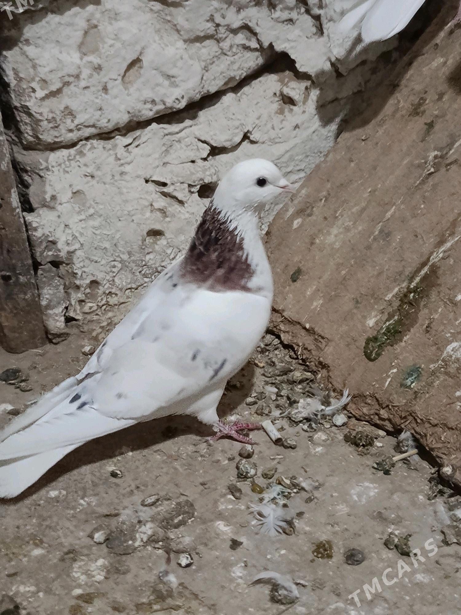 kepderi - Gyzylarbat - img 2