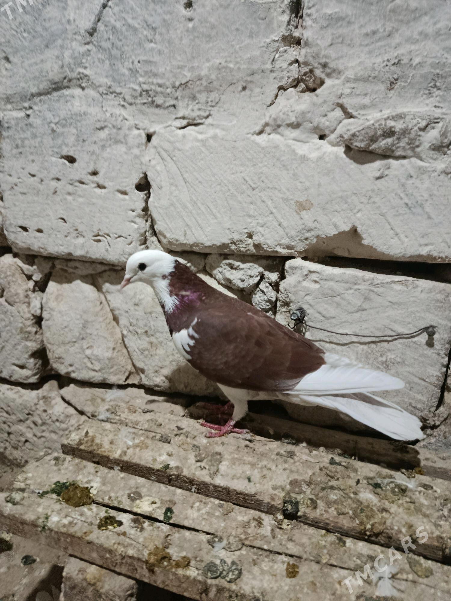 kepderi - Gyzylarbat - img 2