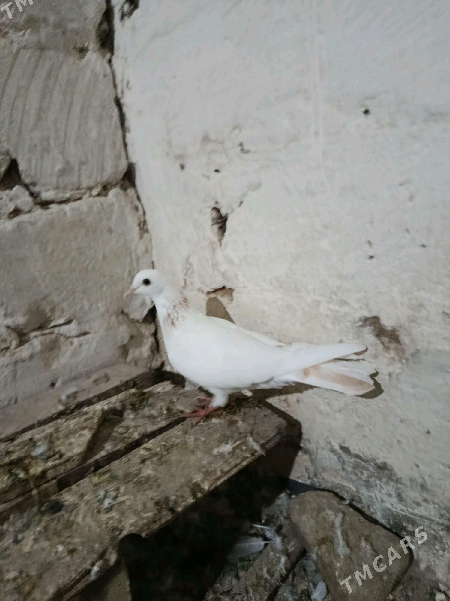 kepderi - Gyzylarbat - img 1