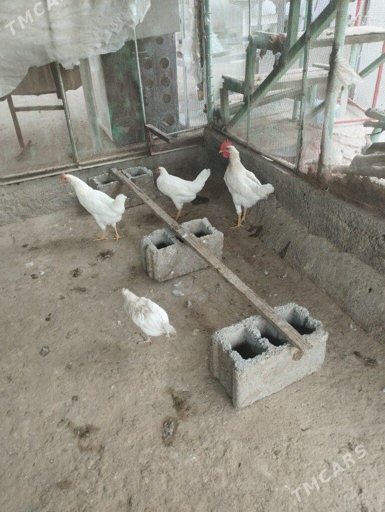 Legorn - Aşgabat - img 2