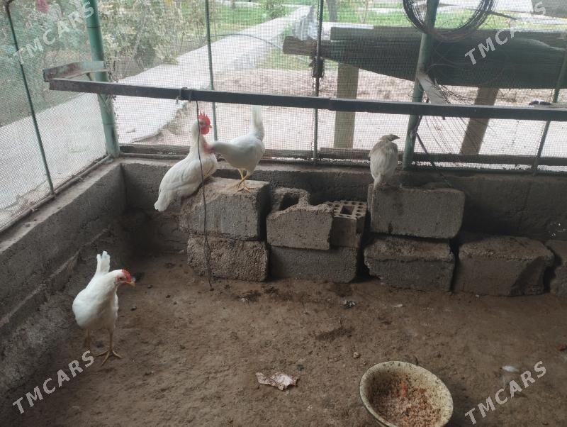 Legorn - Aşgabat - img 3