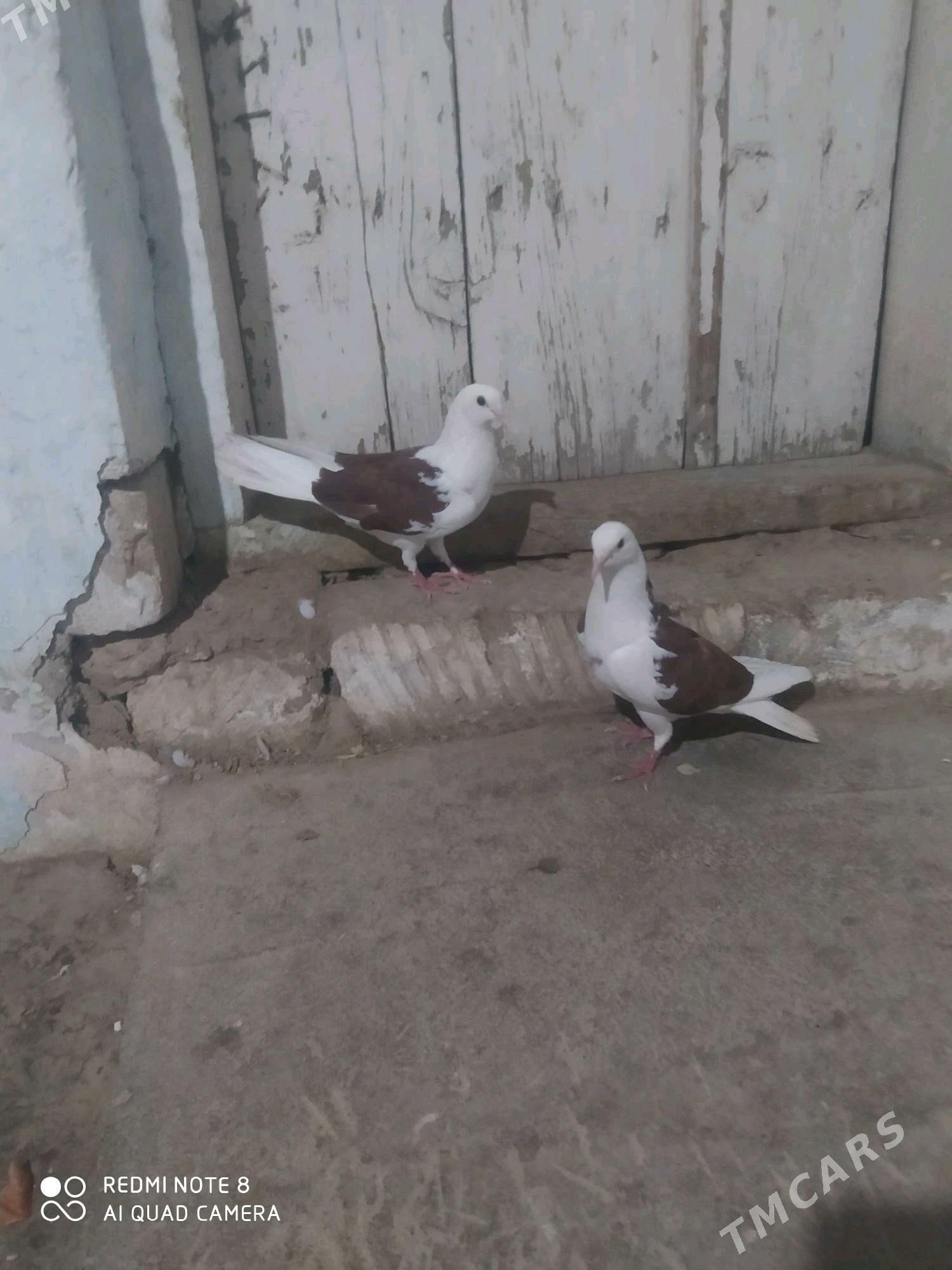 kepderi - Gyzylarbat - img 1