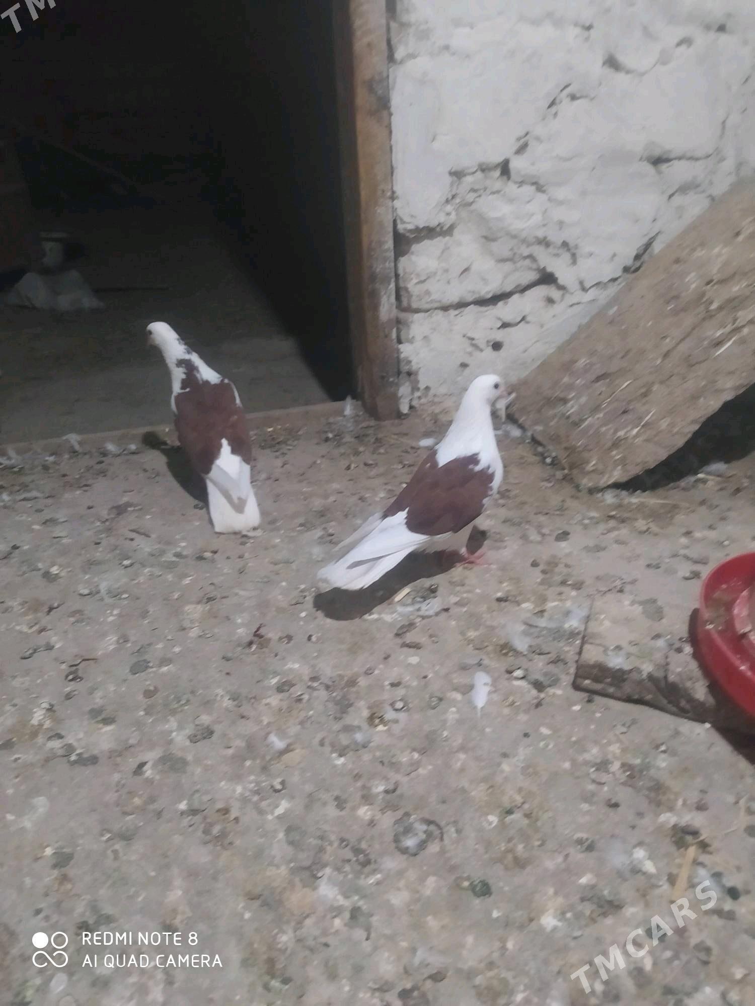 kepderi - Gyzylarbat - img 3