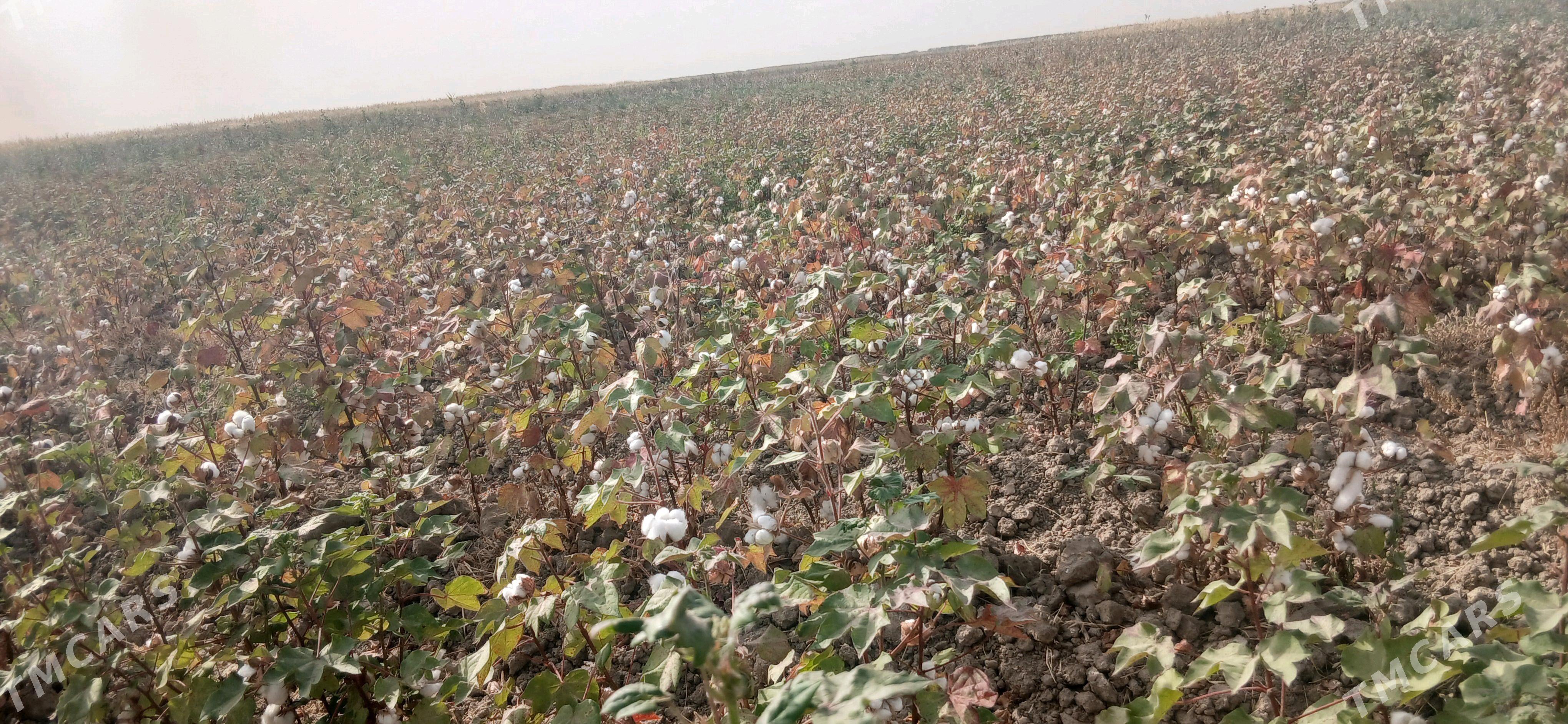 daÿhan pagta ÿigimji gerek. - Ýaşlyk - img 2