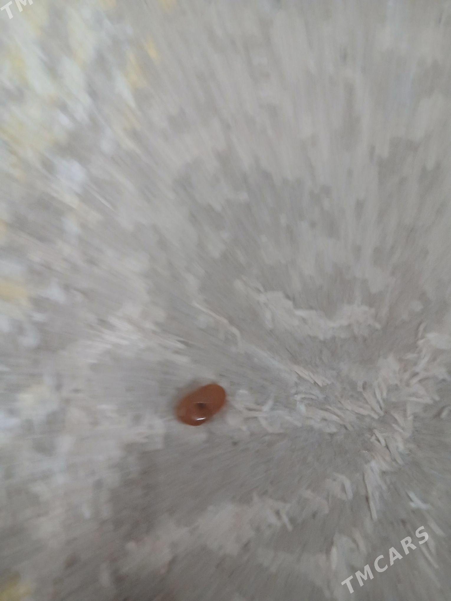 Almonjyk - ул. Подвойского (Битарап Туркменистан шаёлы) - img 1