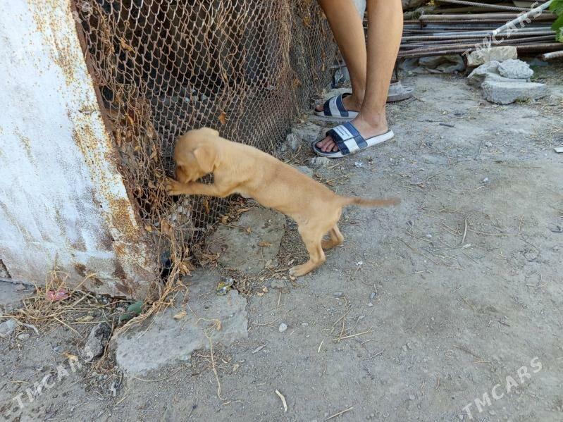 Pidbul - Туркменабат - img 3