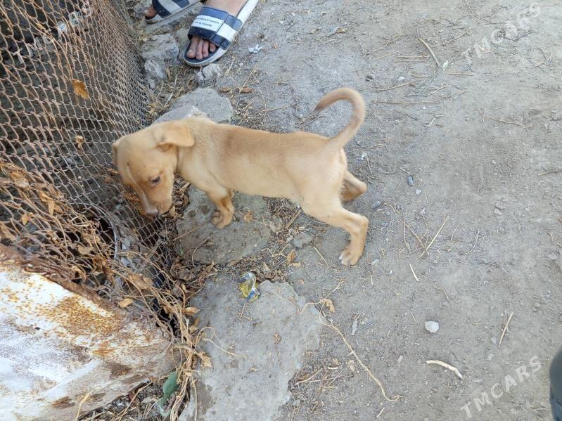 Pidbul - Туркменабат - img 2