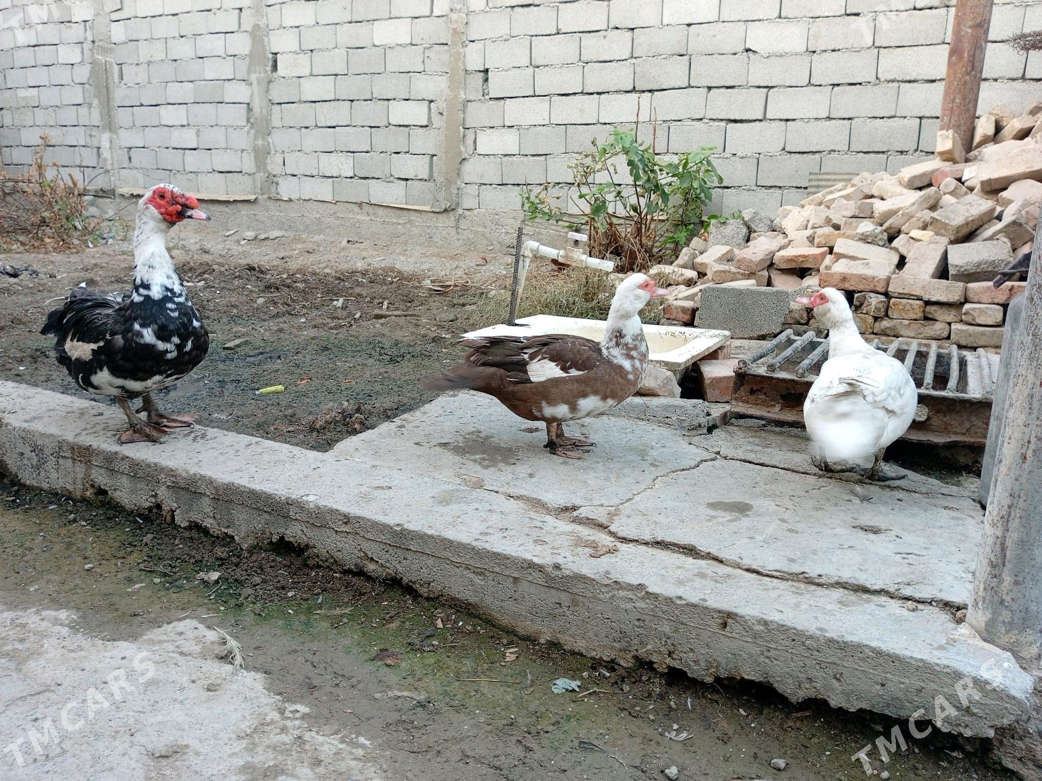 guşlar - Ak bugdaý etraby - img 2