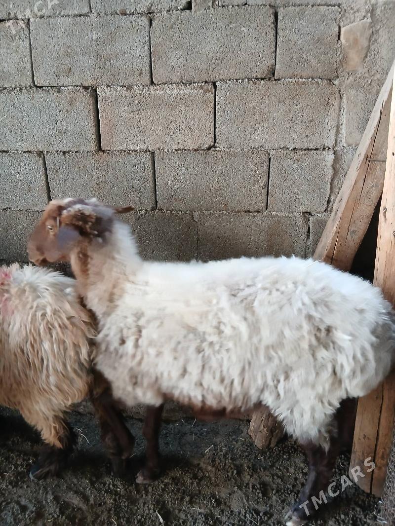 Goyun - Garadamak Şor - img 2