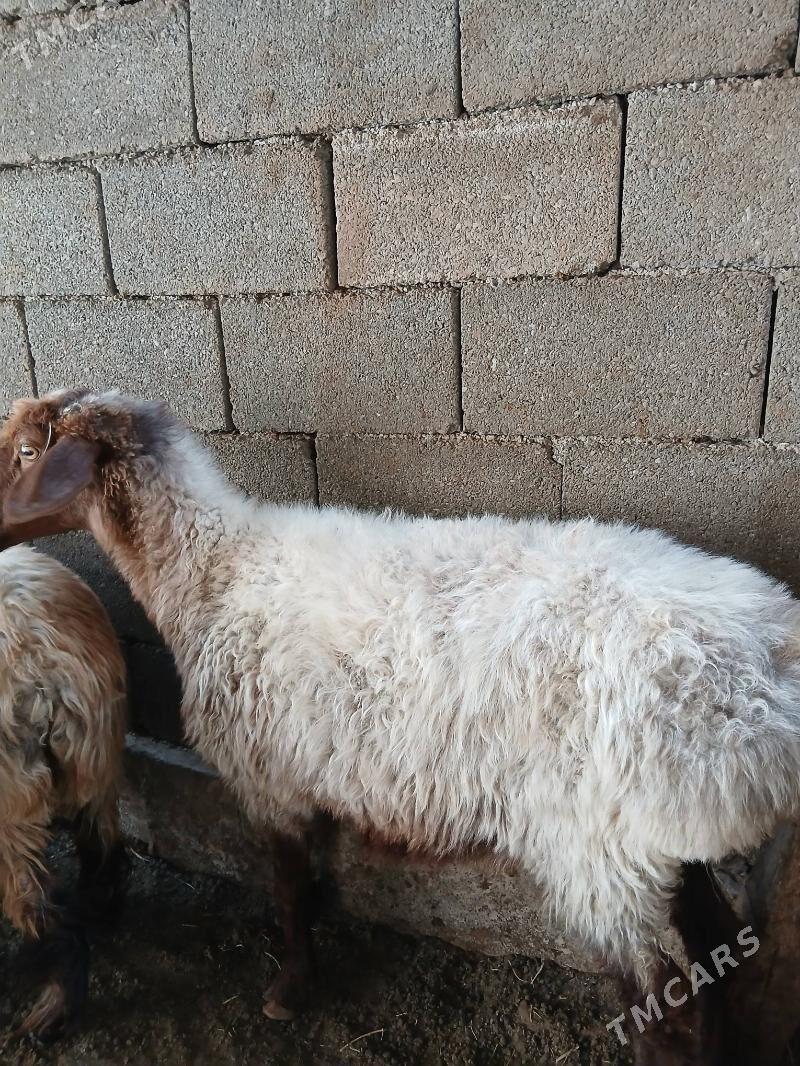 Goyun - Garadamak Şor - img 3