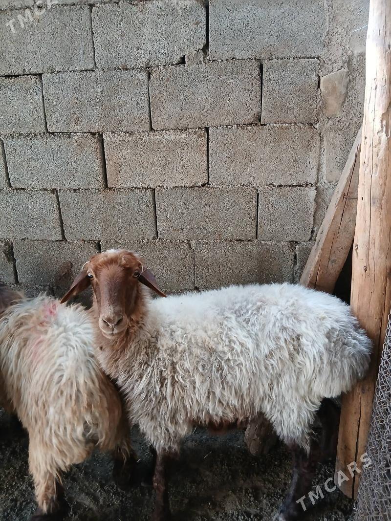 Goyun - Garadamak Şor - img 1