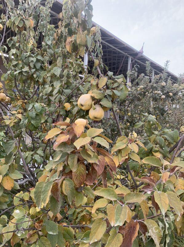 Behi - Wekilbazar - img 2