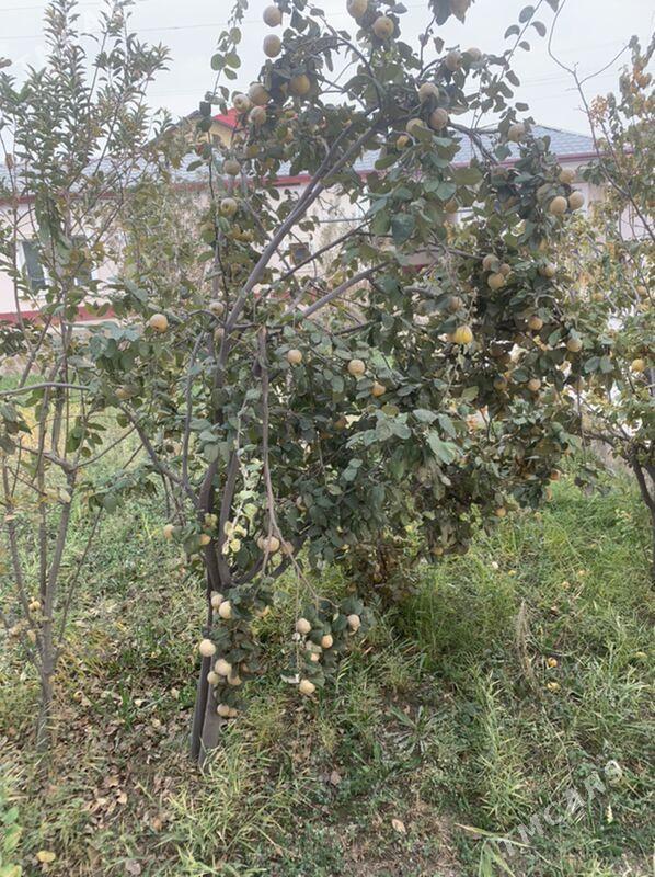 Behi - Wekilbazar - img 6