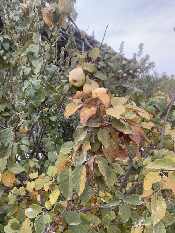 Behi - Wekilbazar - img 1