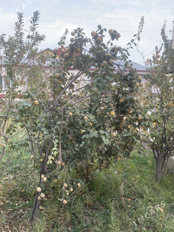 Behi - Wekilbazar - img 4