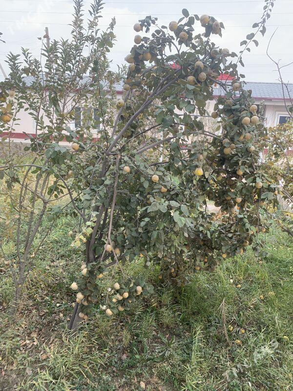 Behi - Wekilbazar - img 3