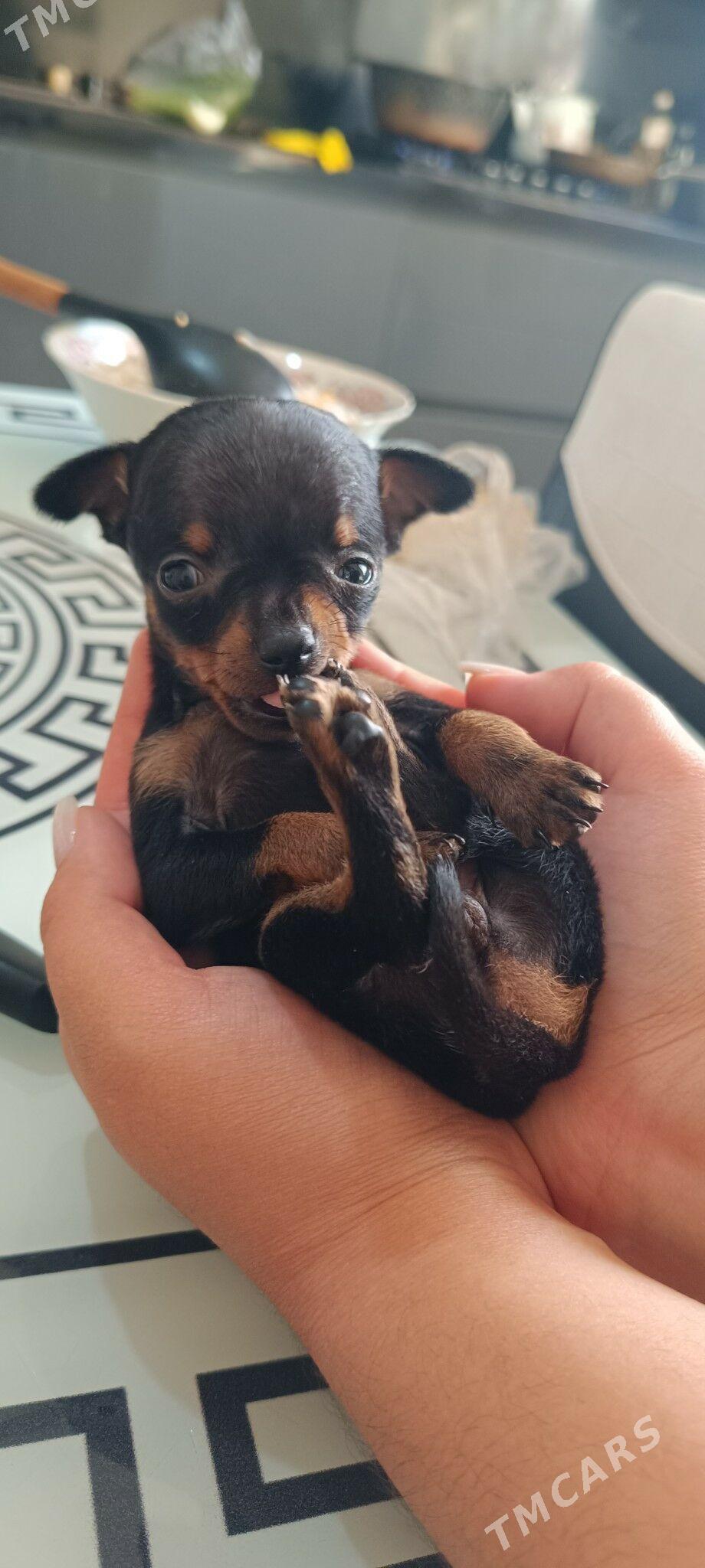 Пражский крысарик - Aşgabat - img 2