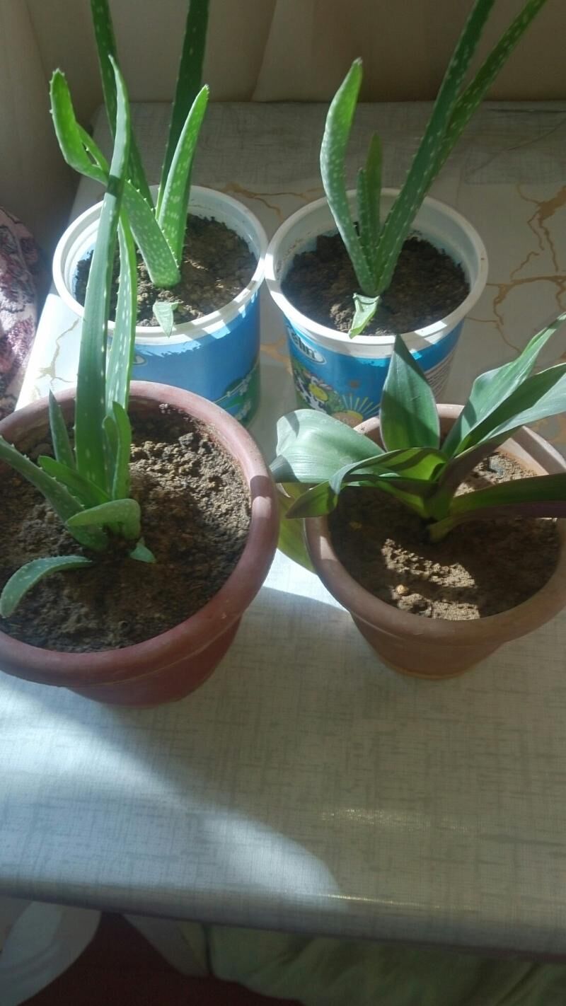 Цветы - Aşgabat - img 7