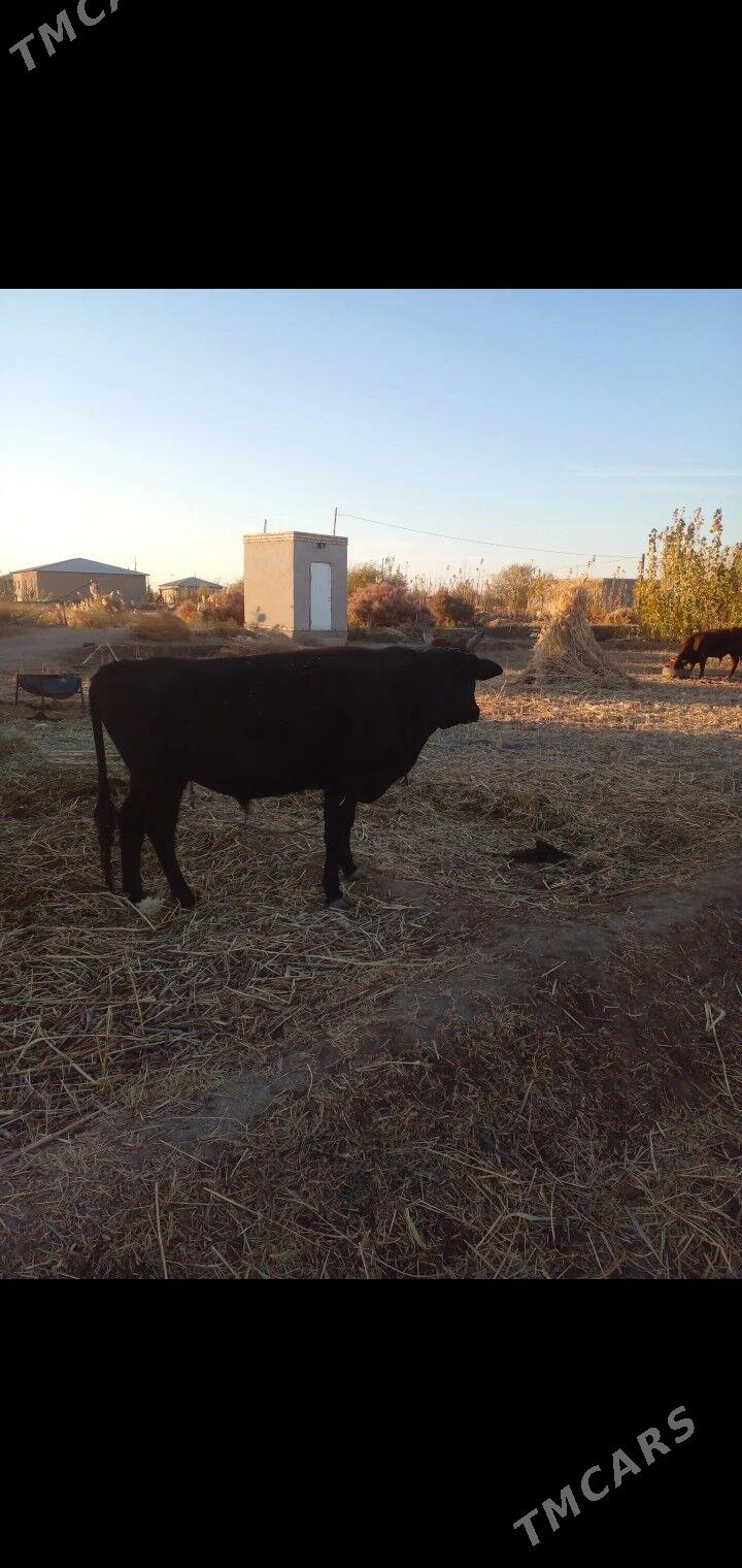 okuz - Губадаг - img 3