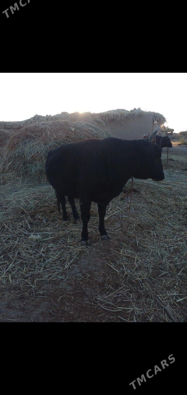 okuz - Губадаг - img 1