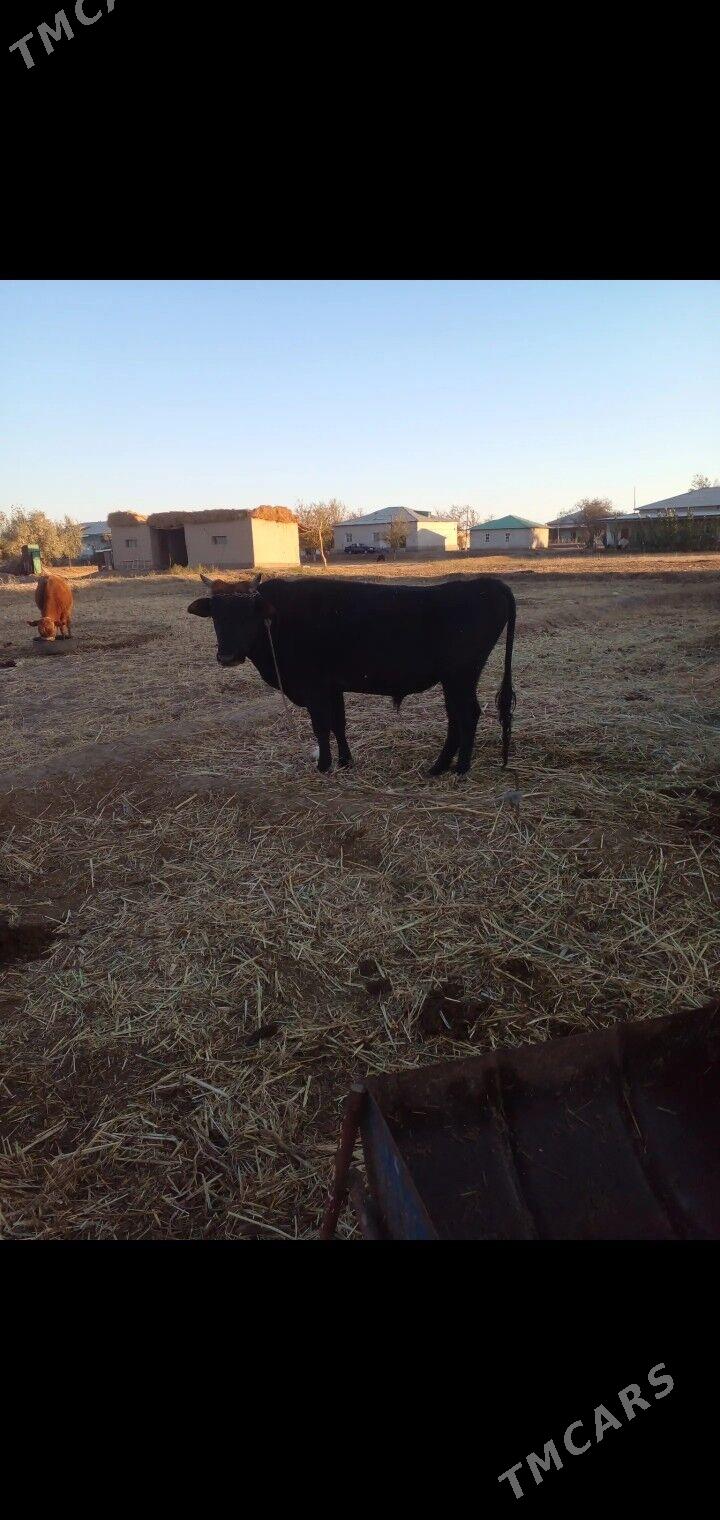 okuz - Губадаг - img 2