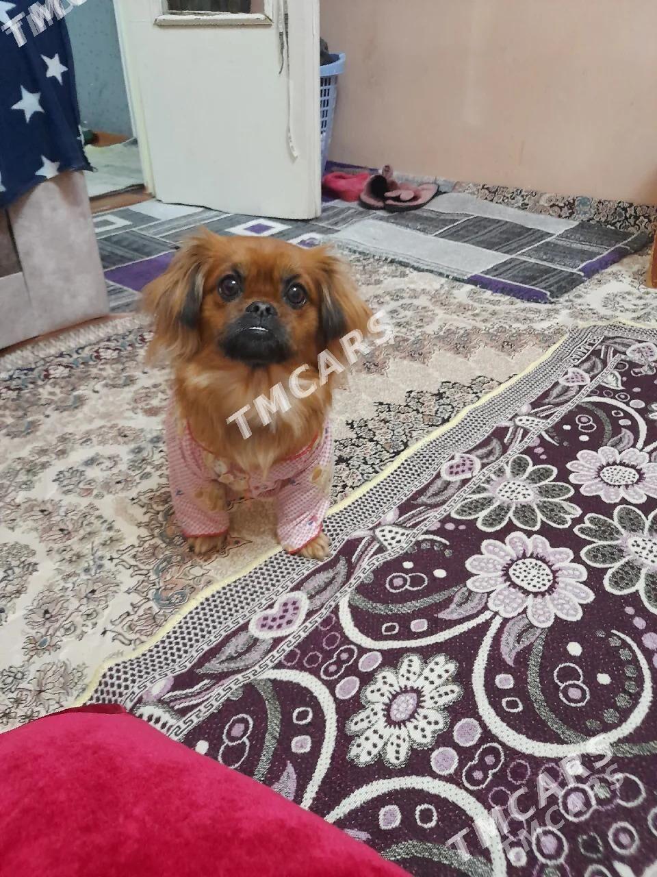 pikines - Mary - img 2