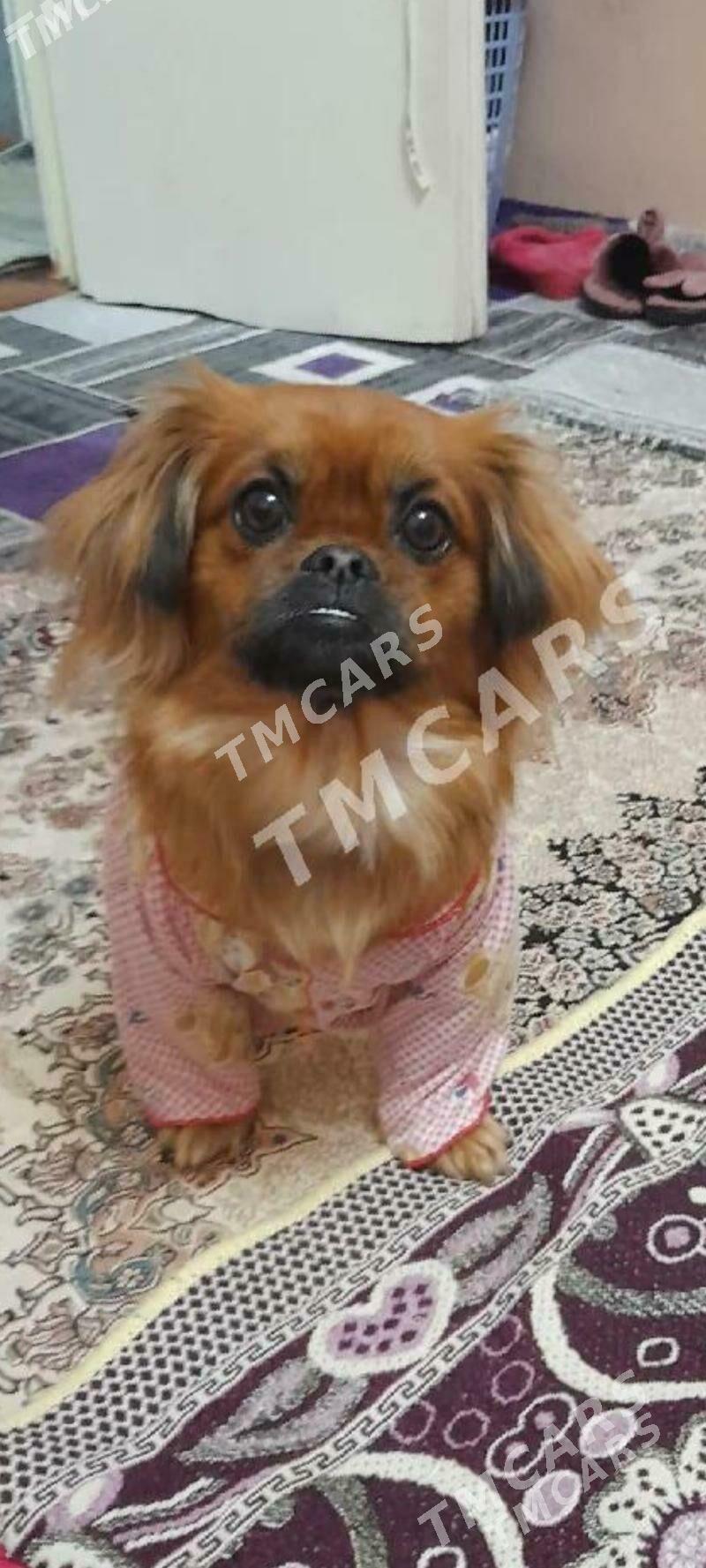 pikines - Mary - img 6