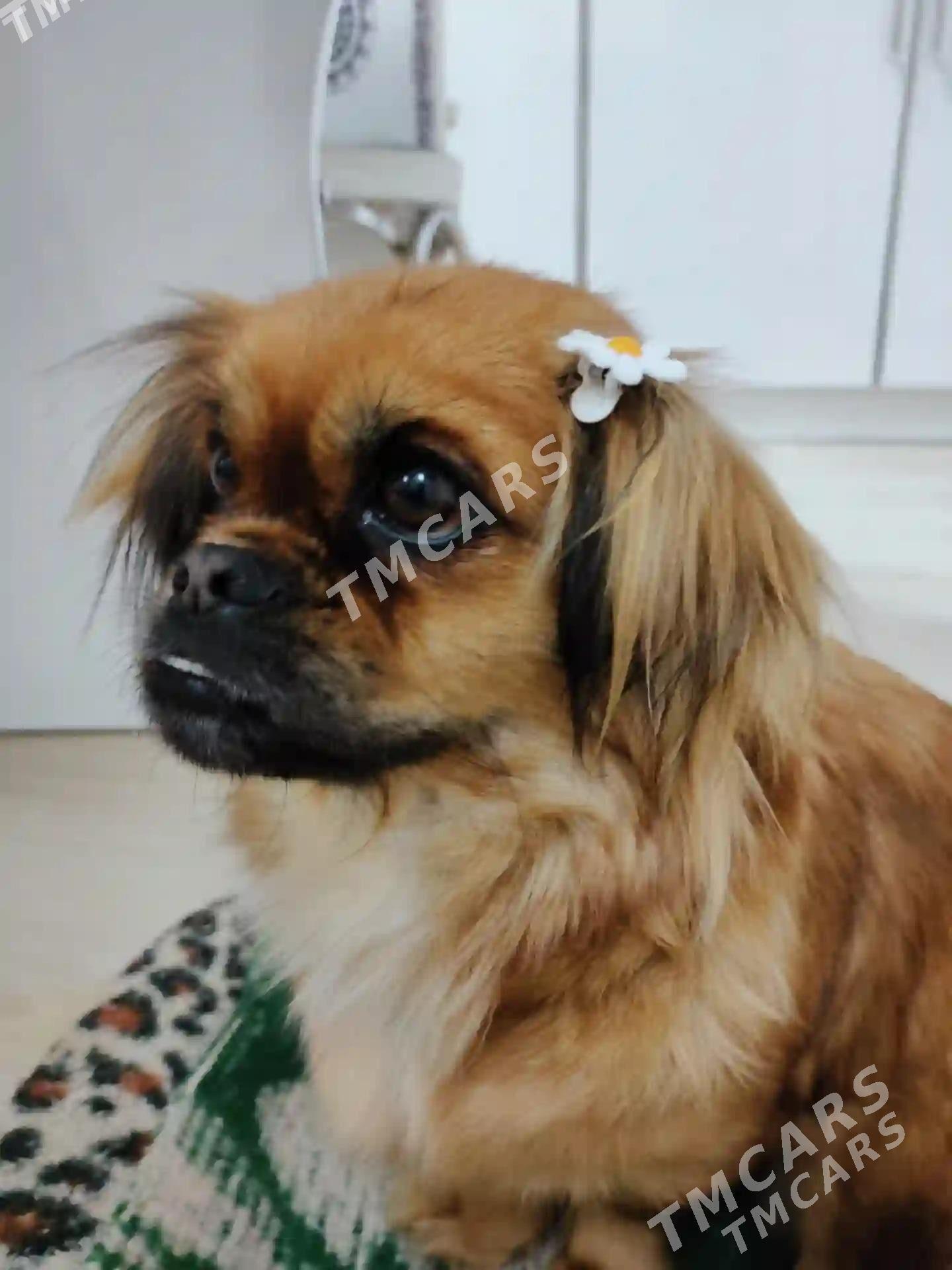 pikines - Mary - img 9